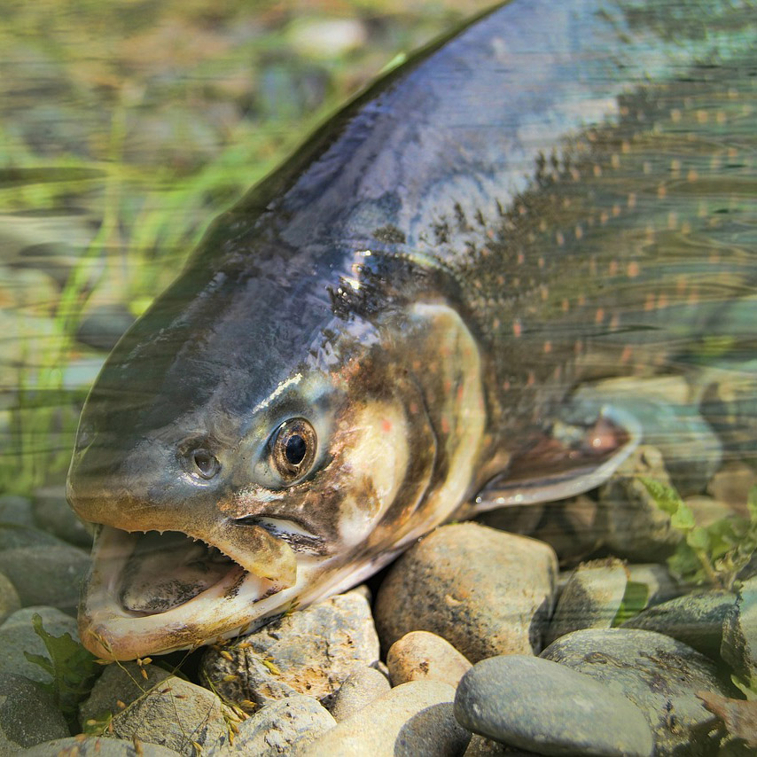 pêche truite